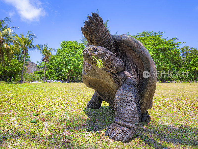 有趣的野生动物亚达伯拉巨龟(Aldabrachelys gigantea)在海龟岛上好奇的塞舌尔岛